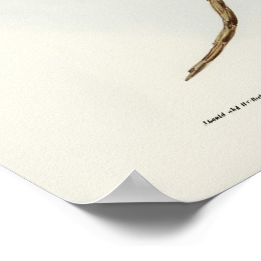 Gepunktetes Owl von Elizabeth Gould Poster (Ecke)