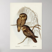 Gepunktetes Owl von Elizabeth Gould Poster (Vorne)