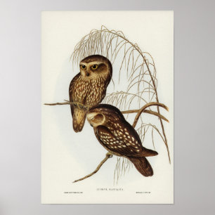 Gepunktetes Owl von Elizabeth Gould Poster