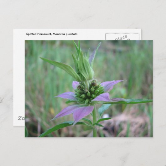 Gepunktetes Pferdefleisch, M. punctata Postkarte (Vorne/Hinten)