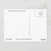 Gepunktetes Pferdefleisch, M. punctata Postkarte (Rückseite)