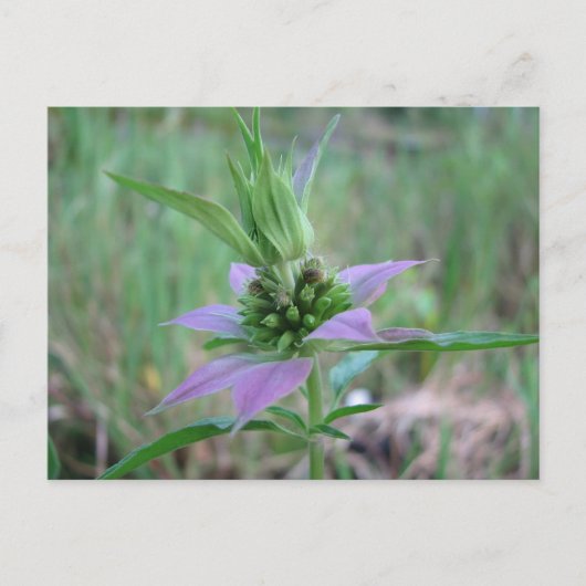 Gepunktetes Pferdefleisch, M. punctata Postkarte (Vorderseite)