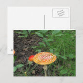 Gepunktetes Pilz Postkarte (Vorne/Hinten)
