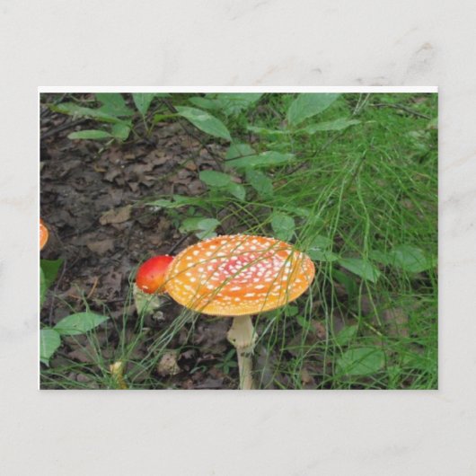 Gepunktetes Pilz Postkarte (Vorderseite)