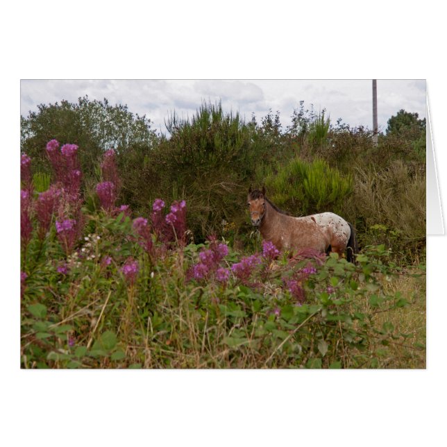 gepunktetes Pony (Vorderseite (Horizontal))