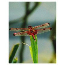 Gepunktetes Rotes und Schwarzes Dragonfly