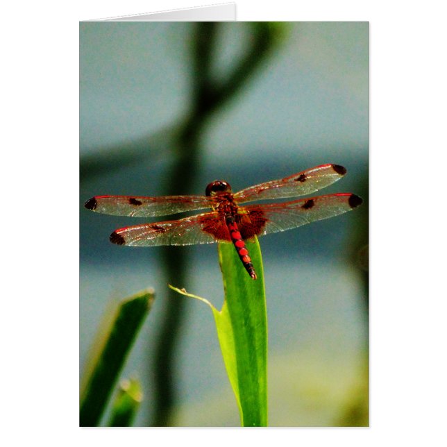 Gepunktetes Rotes und Schwarzes Dragonfly (Vorne)