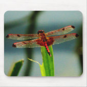 Gepunktetes Rotes und Schwarzes Dragonfly Mousepad (Vorne)