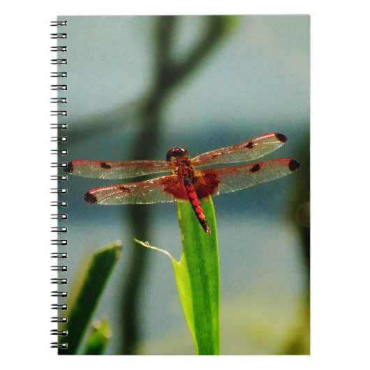 Gepunktetes Rotes und Schwarzes Dragonfly Notizblock (Vorderseite)