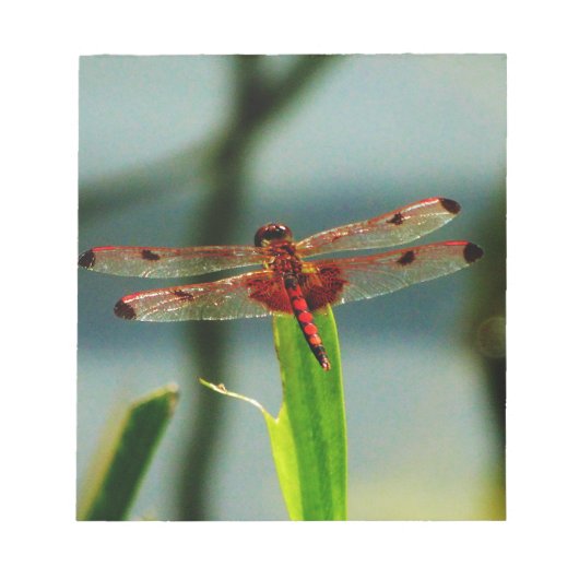 Gepunktetes Rotes und Schwarzes Dragonfly Notizblock (Vorderseite)