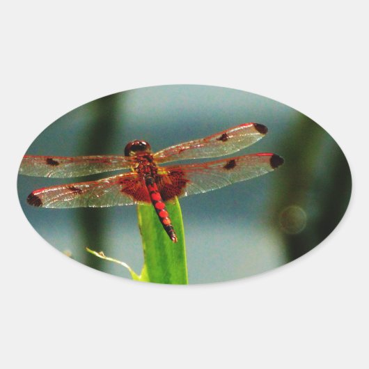 Gepunktetes Rotes und Schwarzes Dragonfly Ovaler Aufkleber (Vorderseite)