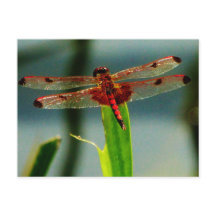 Gepunktetes Rotes und Schwarzes Dragonfly