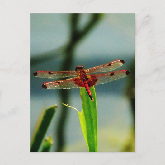 Gepunktetes Rotes und Schwarzes Dragonfly Postkarte (Vorderseite)