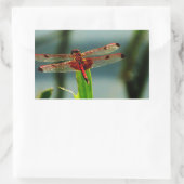 Gepunktetes Rotes und Schwarzes Dragonfly Rechteckiger Aufkleber (Tasche)