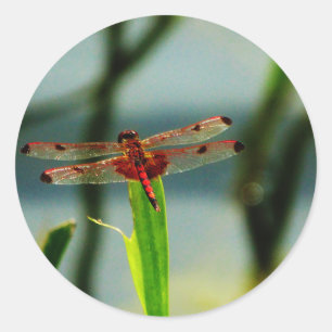 Gepunktetes Rotes und Schwarzes Dragonfly Runder Aufkleber