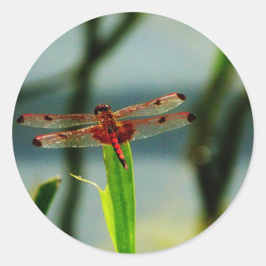 Gepunktetes Rotes und Schwarzes Dragonfly Runder Aufkleber (Vorderseite)