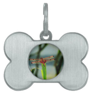 Gepunktetes Rotes und Schwarzes Dragonfly Tiermarke