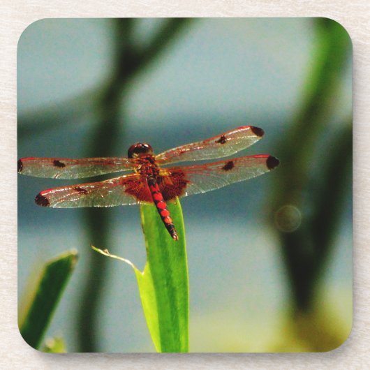 Gepunktetes Rotes und Schwarzes Dragonfly Untersetzer (Vorderseite)
