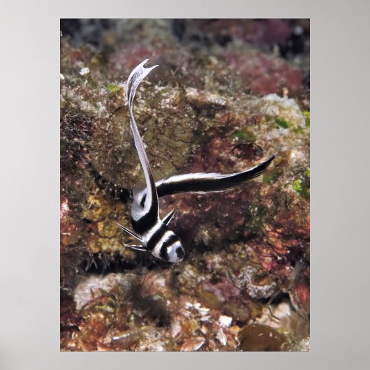 Gepunktetes Trommeljuvenil Poster (Vorne)