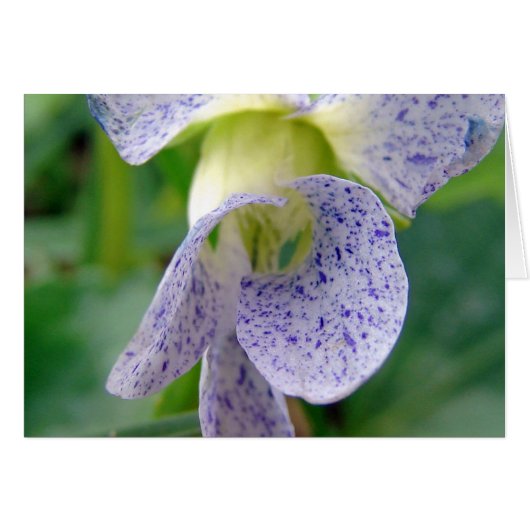 Gepunktetes Violett (Vorderseite (Horizontal))