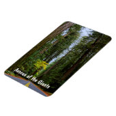 Geradeaus durch den misty Redwood Forest Magnet (Linke Seite)