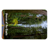 Geradeaus durch den misty Redwood Forest Magnet (Horizontal)