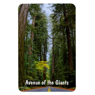 Geradeaus durch den misty Redwood Forest Magnet
