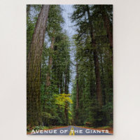 Geradeaus durch den misty Redwood Forest