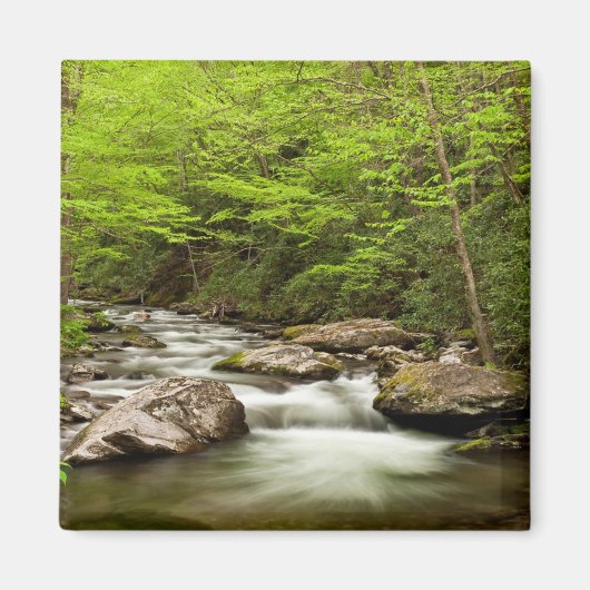 Gerader Fork-Fluss durch den Wald Magnet (Vorne)