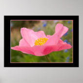 Gerahmte Farbe Rosa Mohnfotografie Nah-up Poster (Vorne)