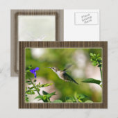 Gerahmter Hummingvogel Postkarte (Vorne/Hinten)