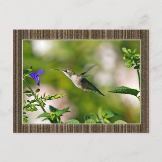 Gerahmter Hummingvogel Postkarte (Vorderseite)