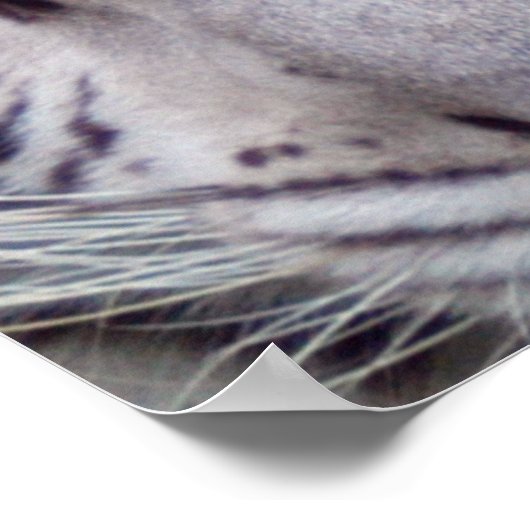 Gerahmtes White Tiger Poster (Ecke)