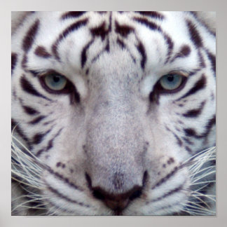 Gerahmtes White Tiger Poster