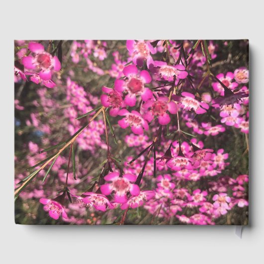 Geraldton Wax Gästebuch (Rückseite)