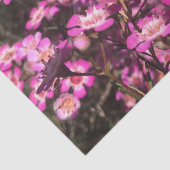 Geraldton Wax Seidenpapier (Detail)