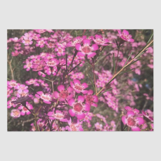 Geraldton Wax Seidenpapier (Vorderseite)