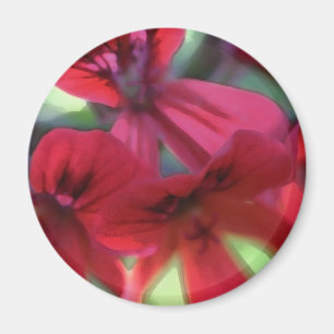 Geranien gestrichen magnet