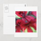 Geranien gestrichen postkarte (Vorne/Hinten)