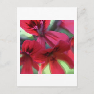 Geranien gestrichen postkarte
