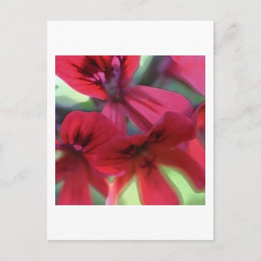 Geranien gestrichen postkarte (Vorderseite)