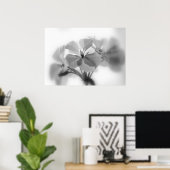 Geranien in Schwarz und Weiß Poster (Heimbüro)