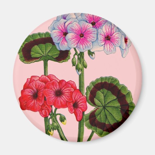 Geranien Magnet (Vorne)