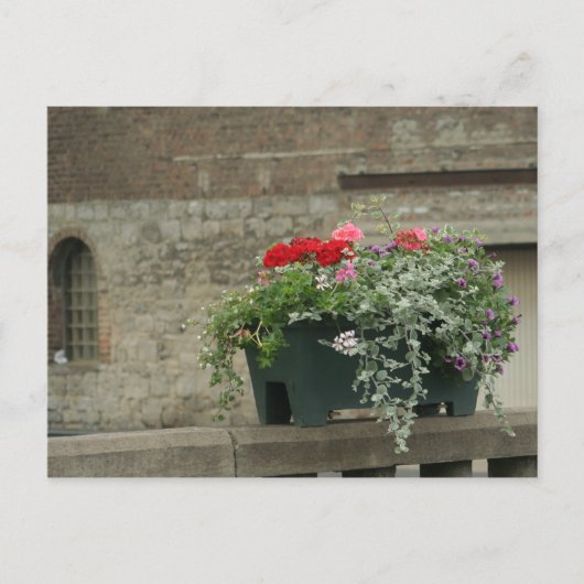 Geranien Postkarte (Vorderseite)