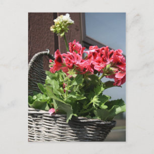 Geranien Postkarte