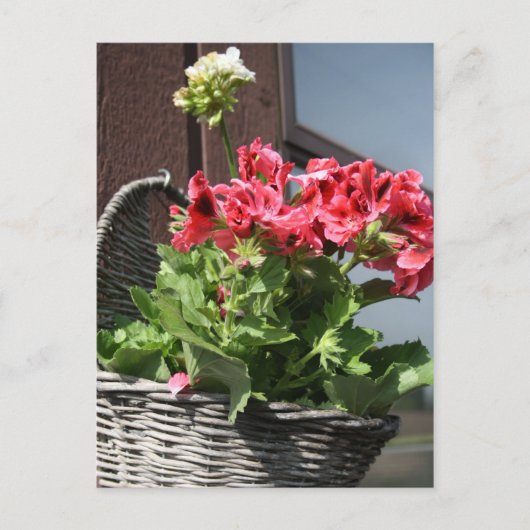 Geranien Postkarte (Vorderseite)