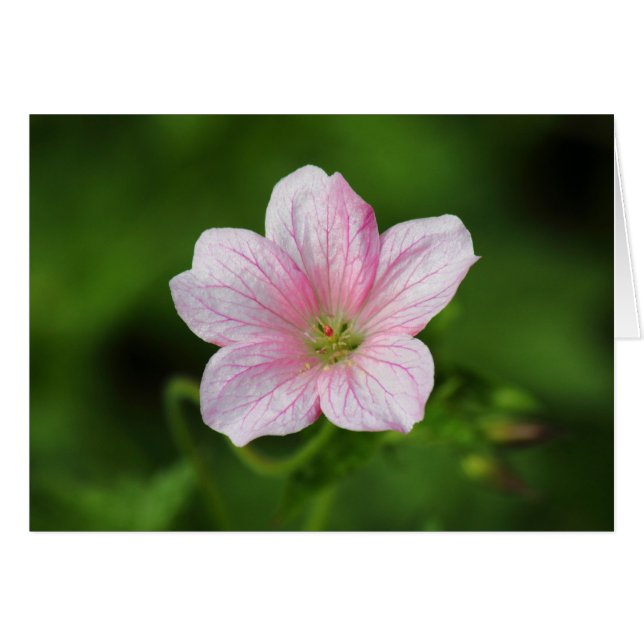 Geranium (Vorderseite (Horizontal))