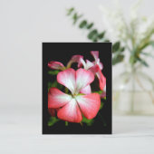 Geranium 'Alberta' Postkarte (Stehend Vorderseite)