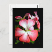 Geranium 'Alberta' Postkarte (Vorne/Hinten)
