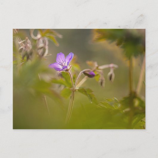 Geranium Blossom Natur Foto Postkarte (Vorderseite)
